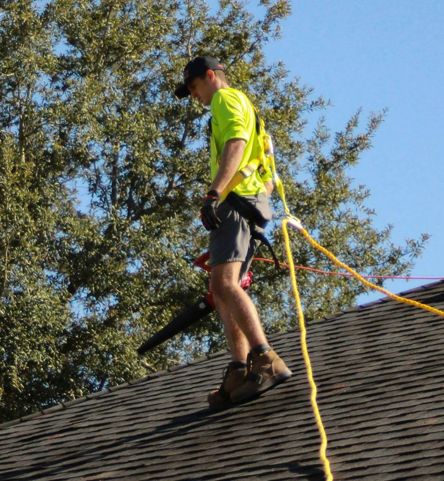 Harnessed roofer walking a roof slope beside an oak tree